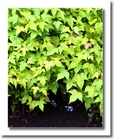 Mini forests Miniature forest